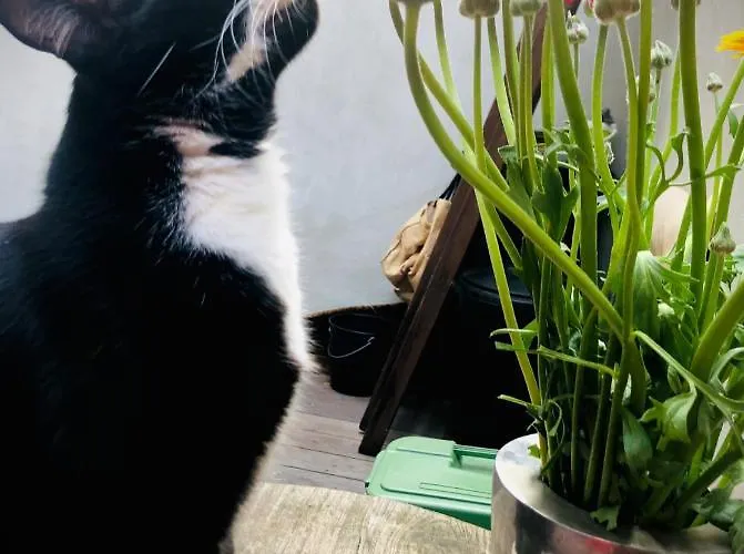 L'atique By Agelandkaai Be With Free Parking Gante