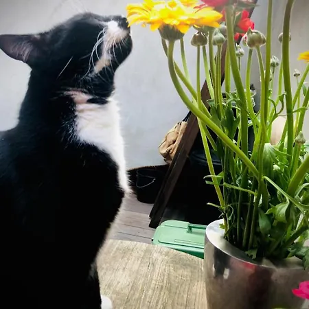 L'atique By Agelandkaai Be With Free Parking 헨트