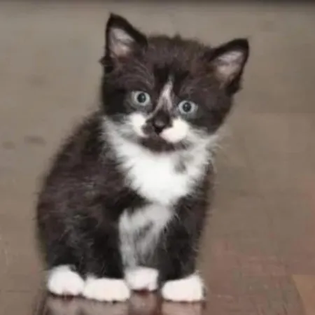 Daire L'atique By Agelandkaai Be With Free Parking